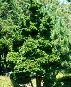 Foto de Chamaecyparis obtusa 'Reis Dwarf' (Chamaecyparis obtusa 'Reis Dwarf's)