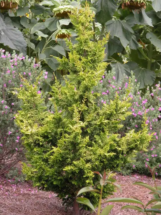 Photo of Chamaecyparis obtusa 'Tetragona Aurea' (Chamaecyparis obtusa 'Tetragona Aurea's)