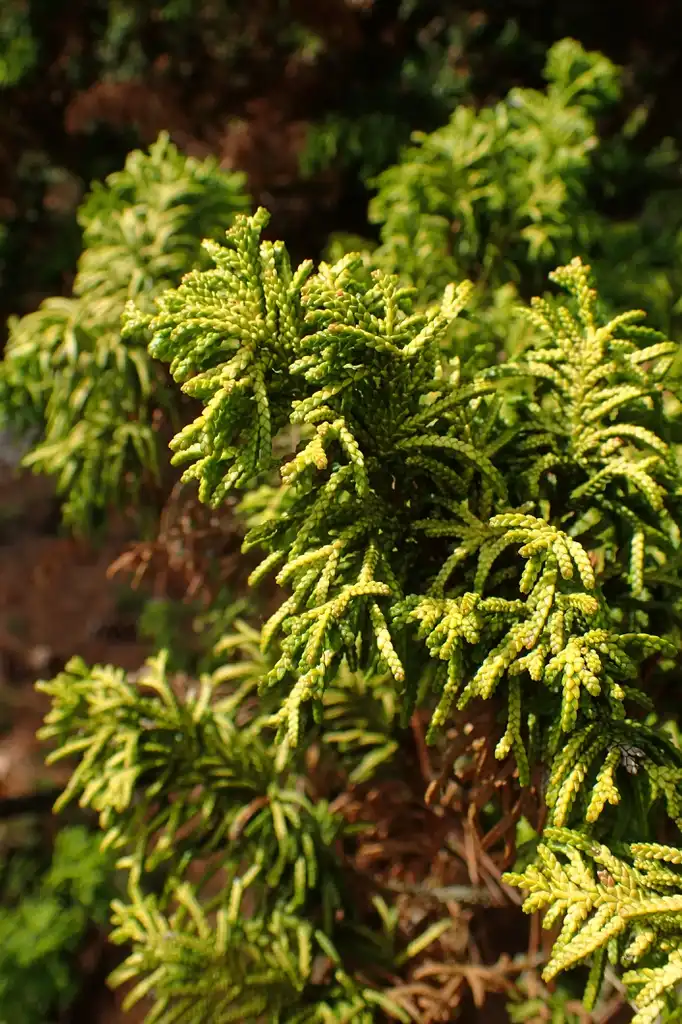 Photo of Chamaecyparis obtusa 'Tetragona Aurea' (Chamaecyparis obtusa 'Tetragona Aurea's)
