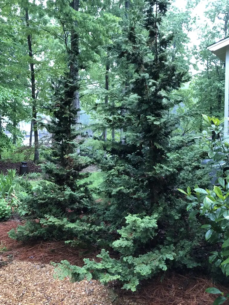 Foto de Chamaecyparis obtusa (Chamaecyparis obtusas)