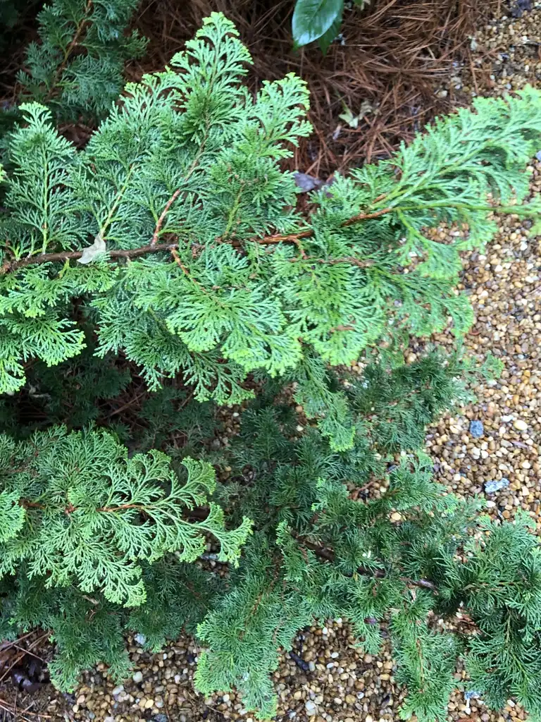 Foto de Chamaecyparis obtusa - 'Gracilis' Branch (Warren County,NC):Cathy Dewitt