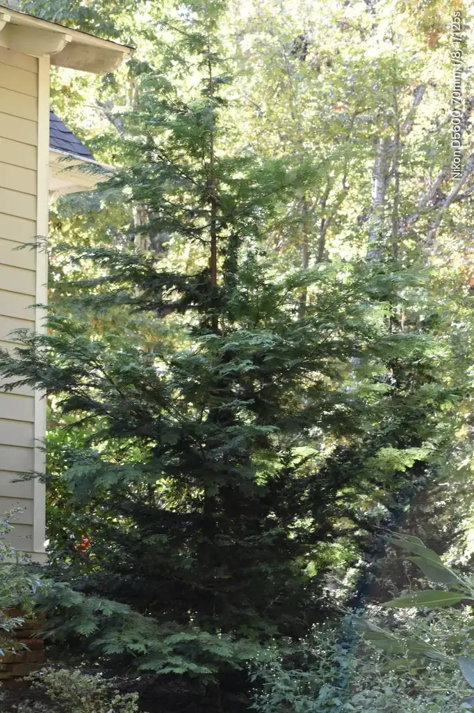 Foto de Chamaecyparis obtusa - 'Gracilis' 6 years form (Warren County,NC):Cathy Dewitt