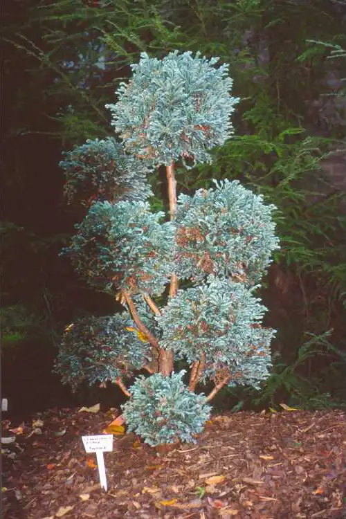 Фото Chamaecyparis pisifera 'Boulevard' (Chamaecyparis pisifera 'Boulevard's)