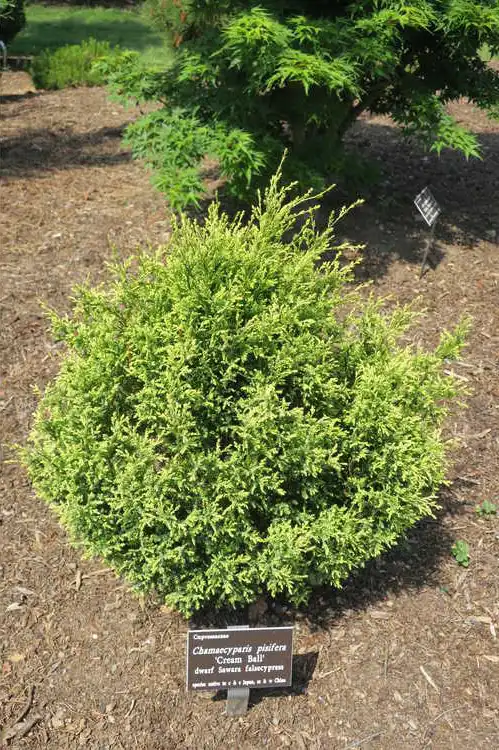 Photo of Chamaecyparis pisifera 'Cream Ball' (Chamaecyparis pisifera 'Cream Ball's)