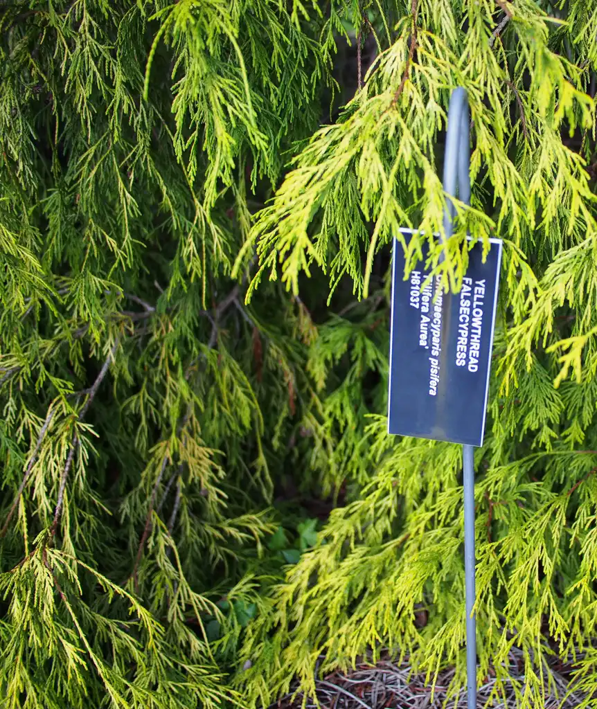 Фото Chamaecyparis pisifera 'Filifera Aurea' (Chamaecyparis pisifera 'Filifera Aurea's)