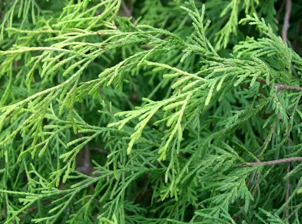 Фото Chamaecyparis pisifera 'Filifera Aurea' (Chamaecyparis pisifera 'Filifera Aurea's)