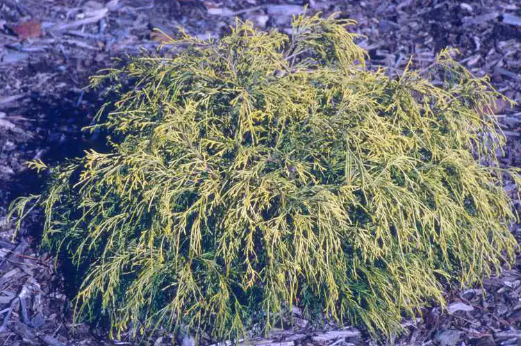 Photo of Chamaecyparis pisifera 'Filifera Nana' (Chamaecyparis pisifera 'Filifera Nana's)