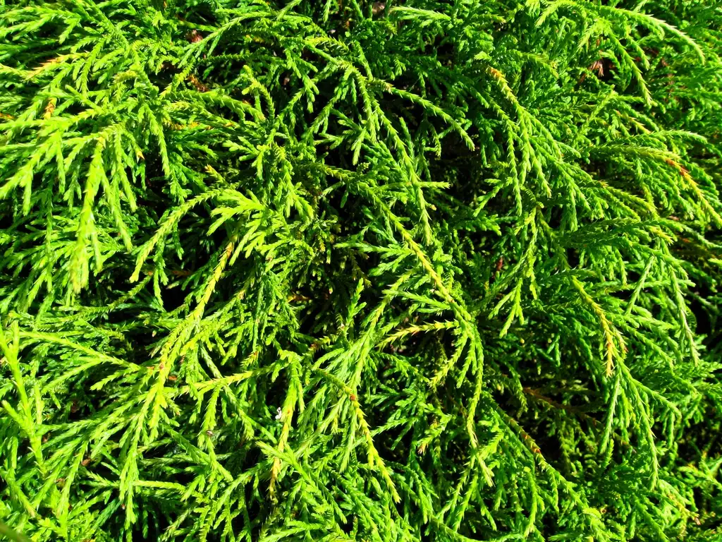 Photo of Chamaecyparis pisifera 'Filifera Nana' (Chamaecyparis pisifera 'Filifera Nana's)