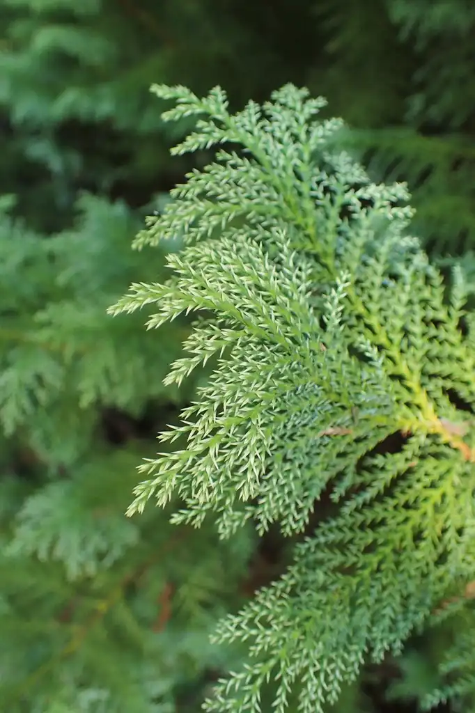 Foto de Chamaecyparis pisifera 'Snow' (Chamaecyparis pisifera 'Snow's)