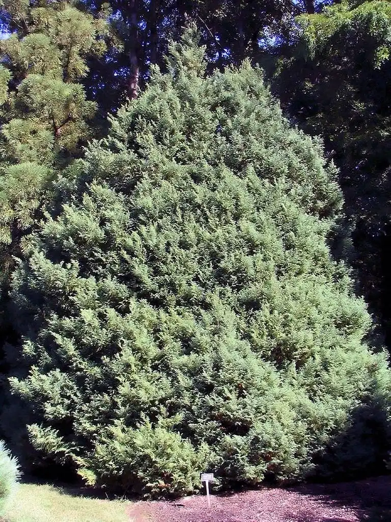 Foto de Chamaecyparis pisifera 'Snow' (Chamaecyparis pisifera 'Snow's)