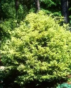 Фото Chamaecyparis pisifera 'Squarrosa Lutea' (Chamaecyparis pisifera 'Squarrosa Lutea's)