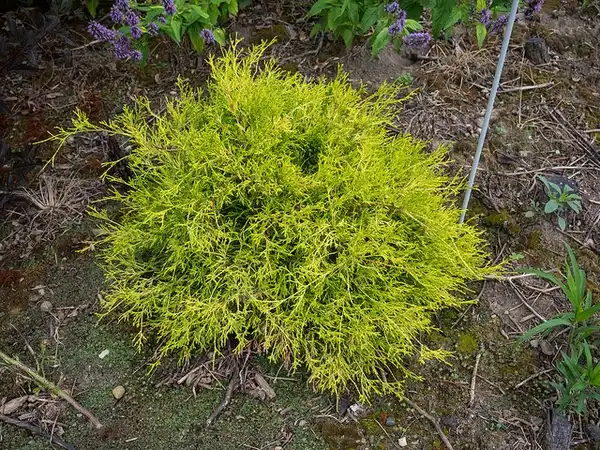 Foto de Chamaecyparis pisifera 'Sungold' (Chamaecyparis pisifera 'Sungold's)
