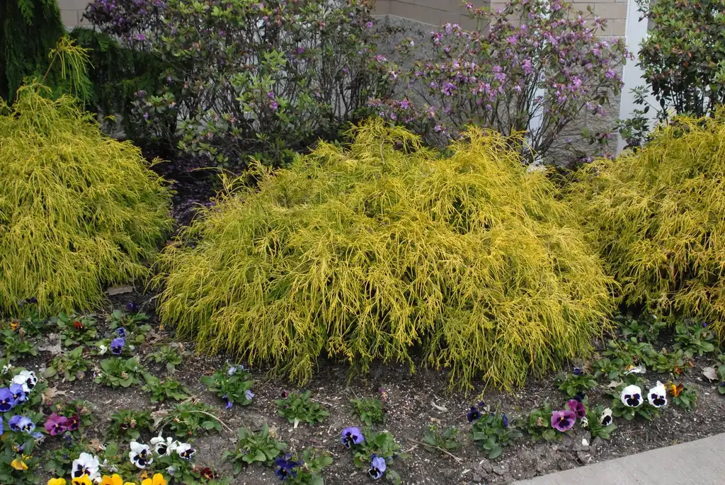Photo of Chamaecyparis pisifera (Chamaecyparis pisiferas)