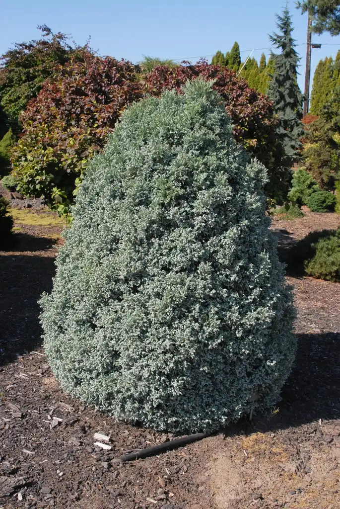 Photo of Chamaecyparis pisifera (Chamaecyparis pisiferas)