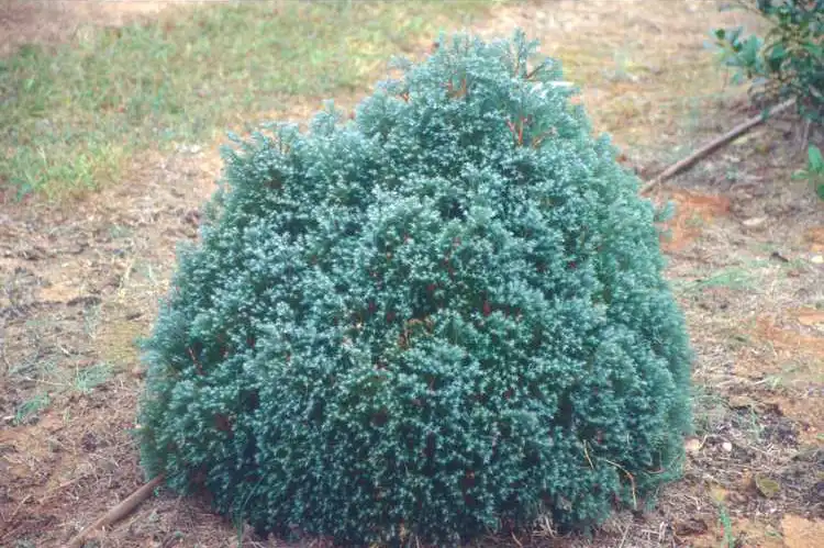 Photo of Chamaecyparis thyoides 'Heatherbun' (Chamaecyparis thyoides 'Heatherbun's)