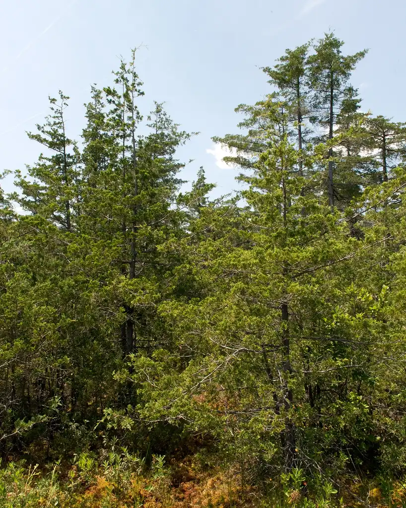Фото Chamaecyparis thyoides var. thyoides (Chamaecyparis thyoides var. thyoidess)