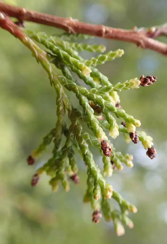 Фото Chamaecyparis thyoides var. thyoides (Chamaecyparis thyoides var. thyoidess)