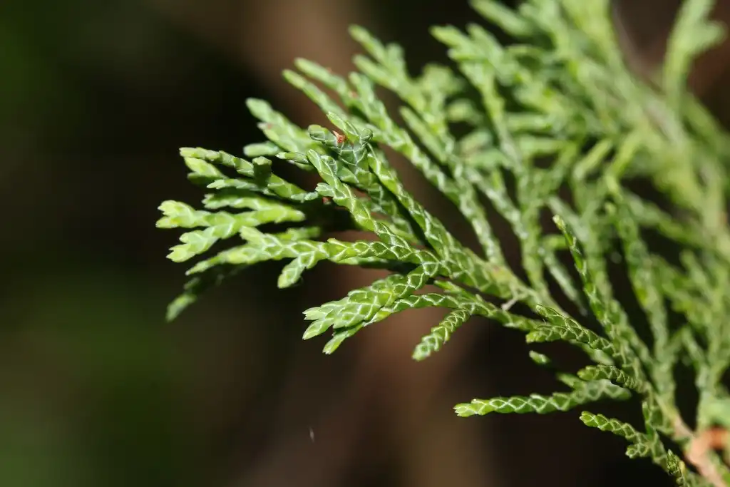 Фото Chamaecyparis thyoides var. thyoides - Leaves:Ethan Maitra