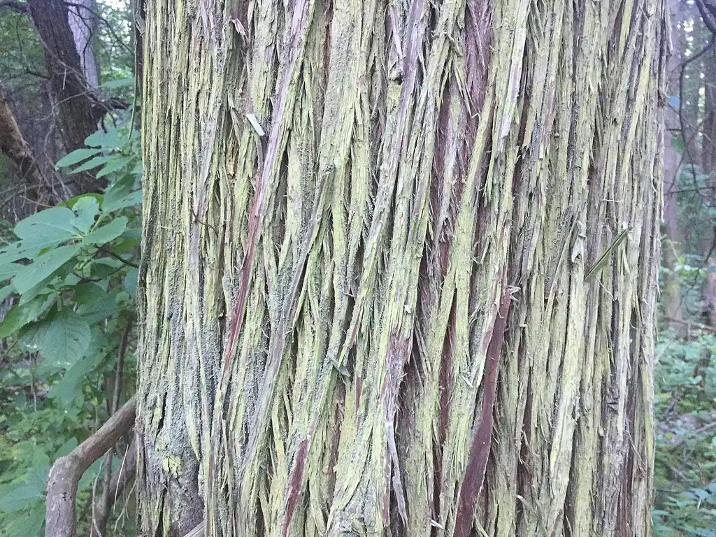 Фото Chamaecyparis thyoides var. thyoides - Bark:Jryanddoherty