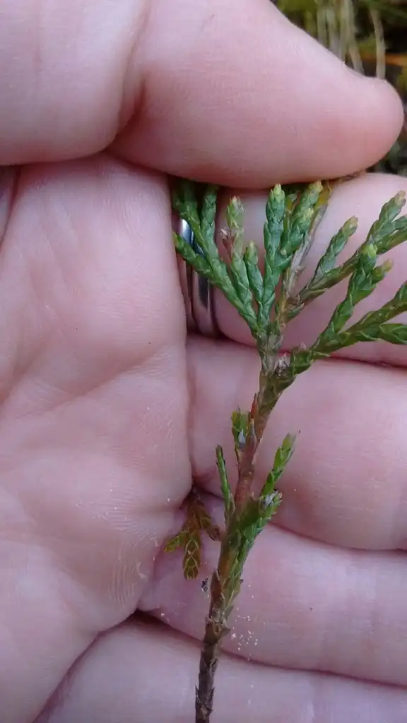 Фото Chamaecyparis thyoides var. thyoides - Stem:jessicajane