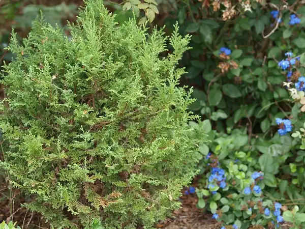 Photo of Chamaecyparis thyoides (Chamaecyparis thyoidess)