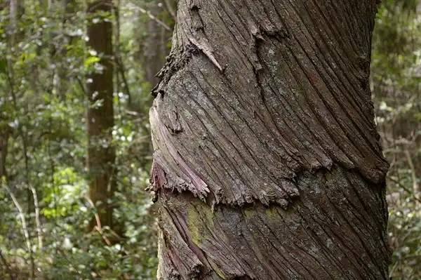 Photo of Chamaecyparis thyoides (Chamaecyparis thyoidess)