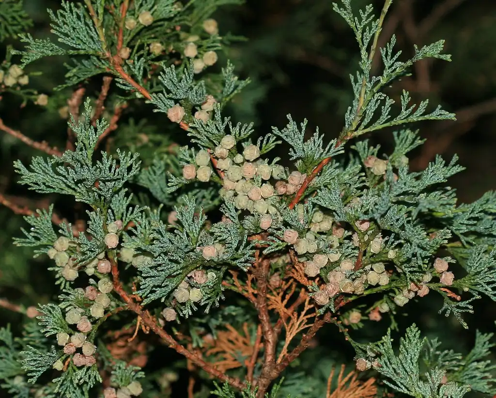 Photo of Chamaecyparis thyoides - Seed cones:S. Rae