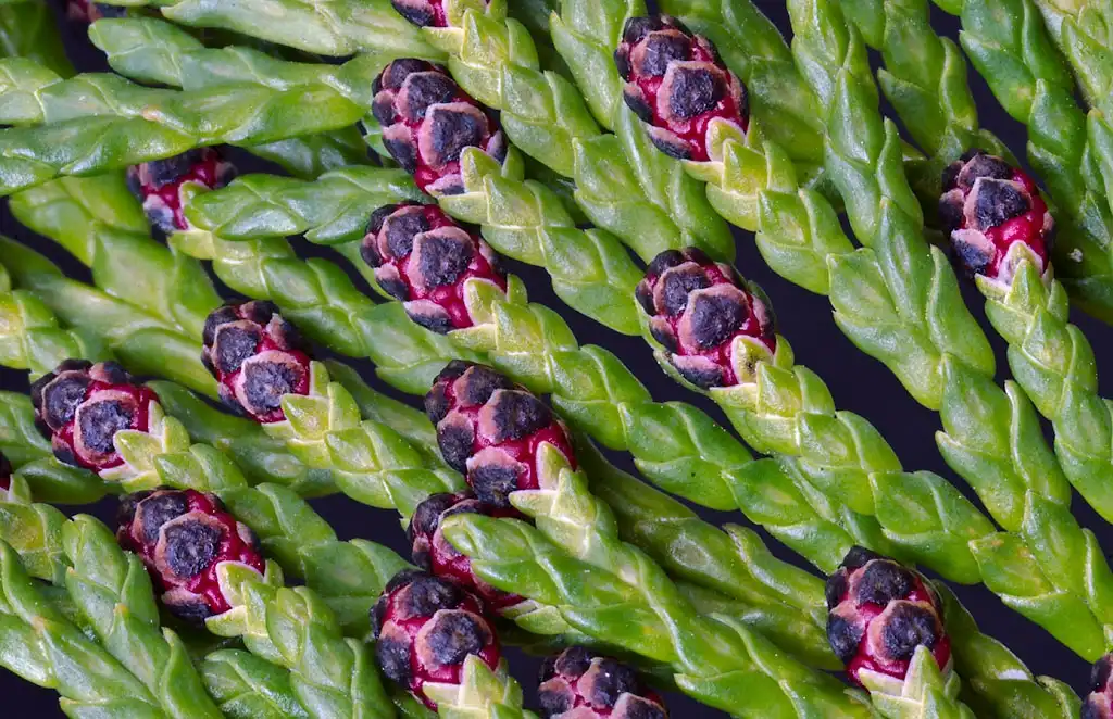 Фото Chamaecyparis (Chamaecypariss)