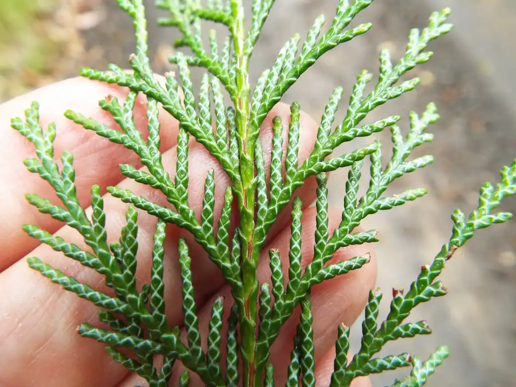 Фото Chamaecyparis - Markings on the underside of C. lawsoniana leaves:Forest and Kim Starr