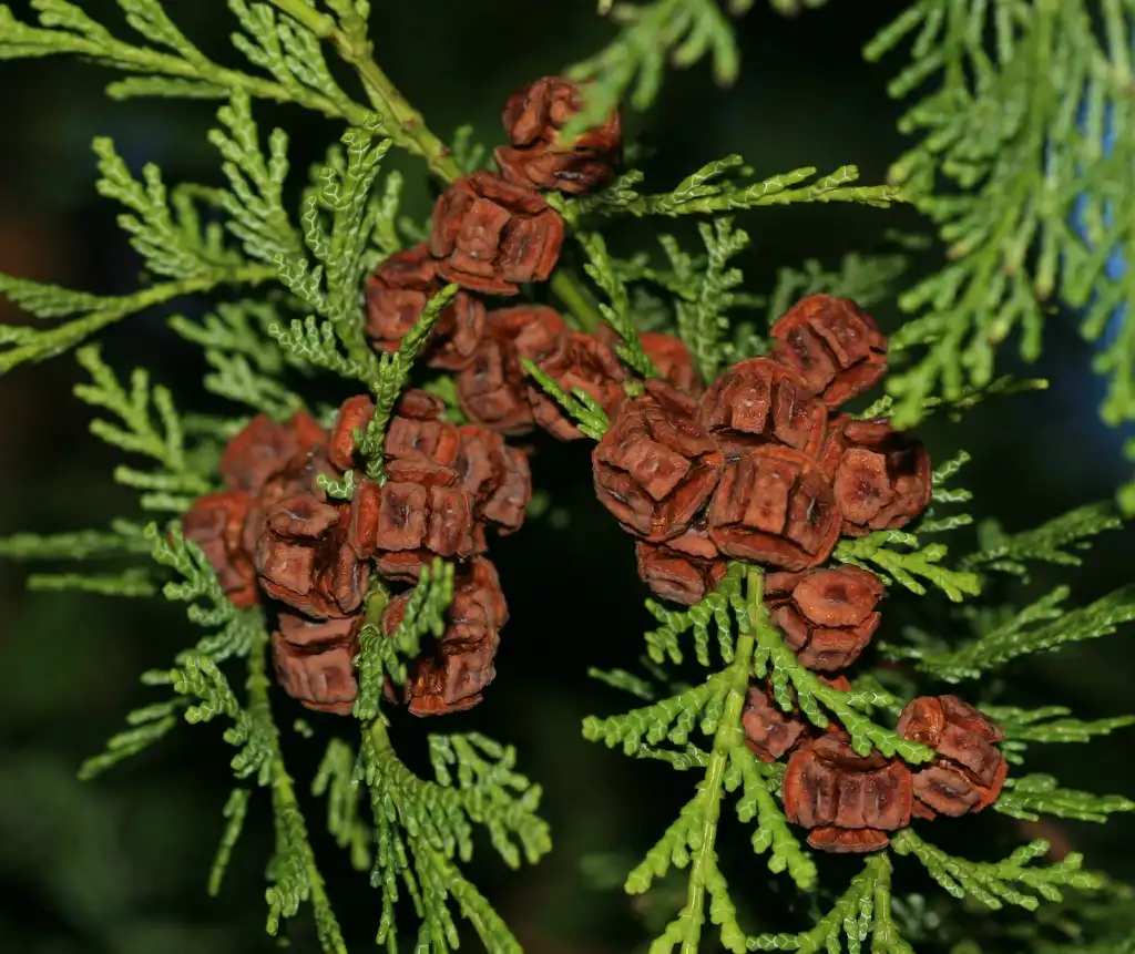 Фото Chamaecyparis - C. obtusa seed cones:S. Rae