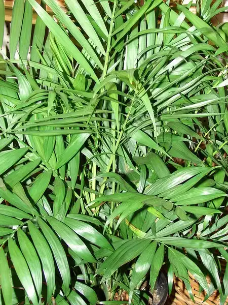 Фото Chamaedorea elegans (Chamaedorea eleganss)