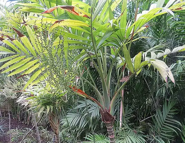Фото Chamaedorea elegans (Chamaedorea eleganss)