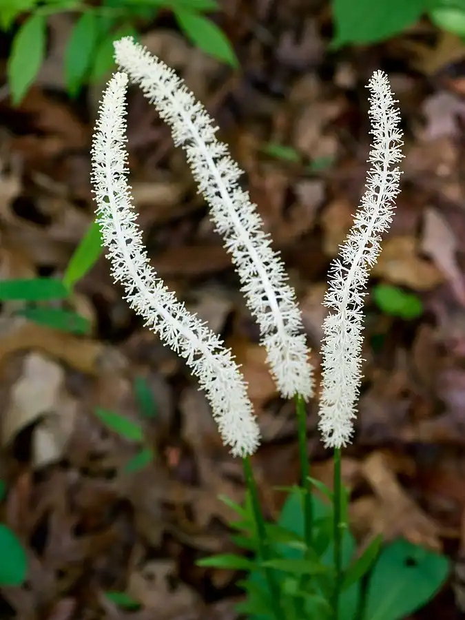 Photo of Chamaelirium luteum (Chamaelirium luteums)