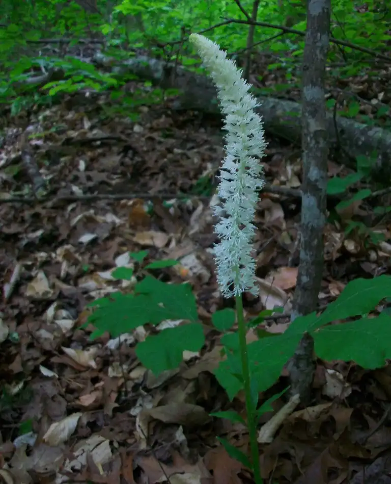 Photo of Chamaelirium luteum (Chamaelirium luteums)