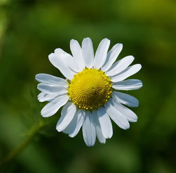Foto de Chamaemelum nobile (Chamaemelum nobiles)