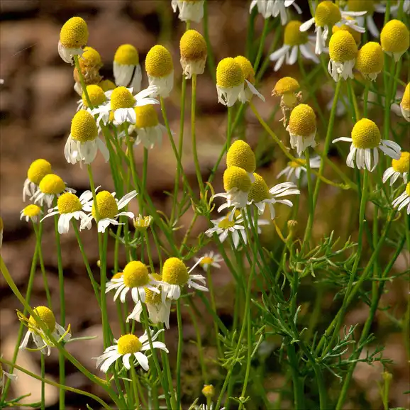 Foto de Chamaemelum nobile (Chamaemelum nobiles)