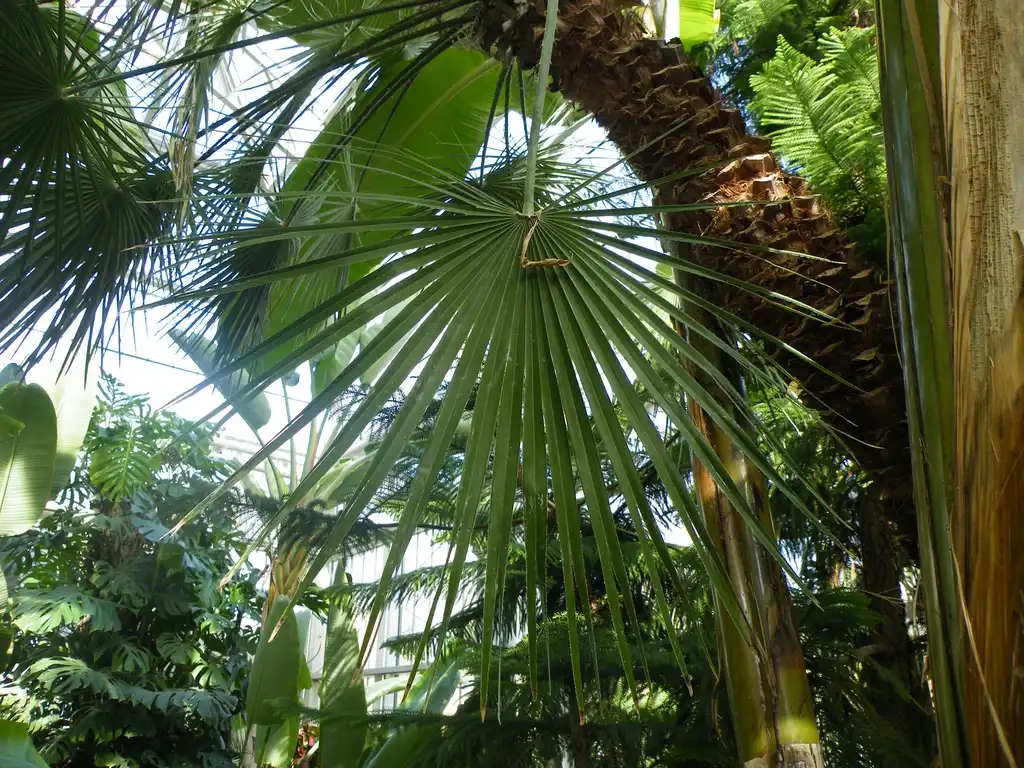 Photo of Chamaerops humilis (Chamaerops humiliss)