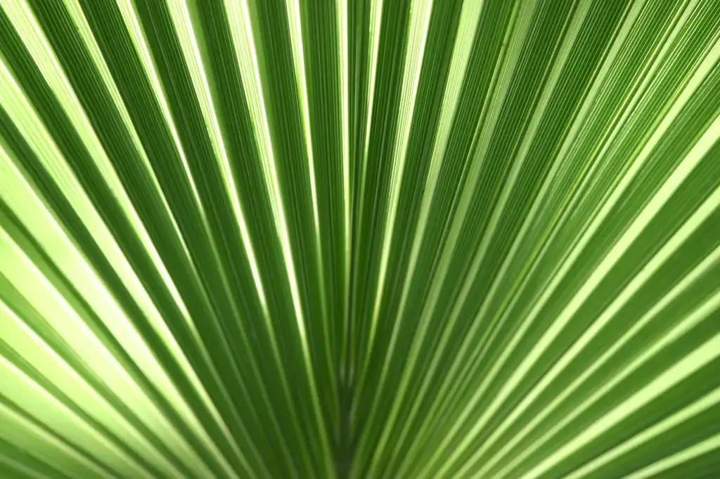 Photo of Chamaerops humilis (Chamaerops humiliss)