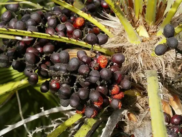 Photo of Chamaerops humilis - Fruit:Bathyporeia