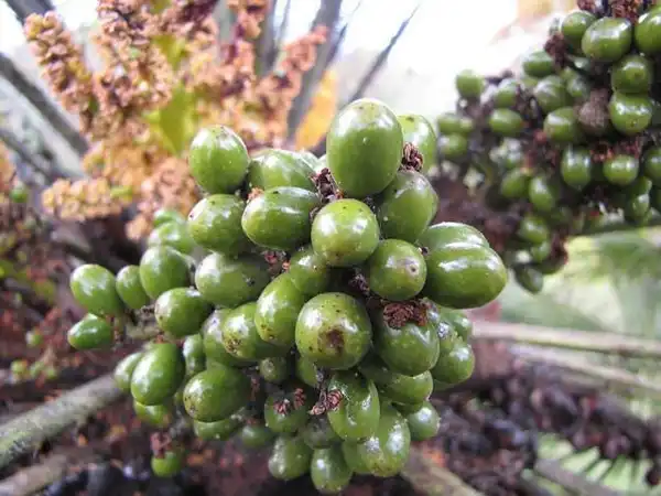 Photo of Chamaerops humilis - Fruit:Forest and Kim Starr
