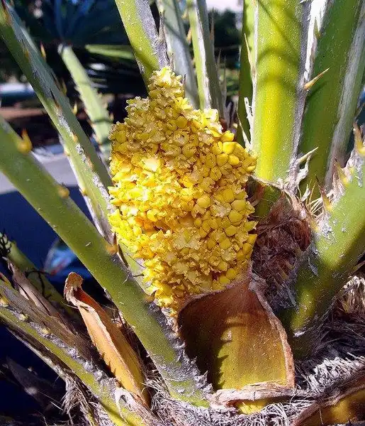 Photo of Chamaerops humilis - Flowers:Martin LaBar
