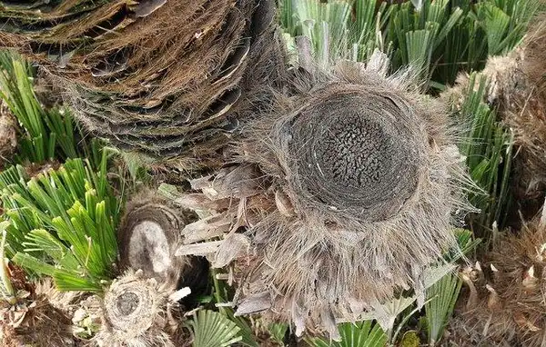 Photo of Chamaerops humilis - Cut trunk:Torquay Palms