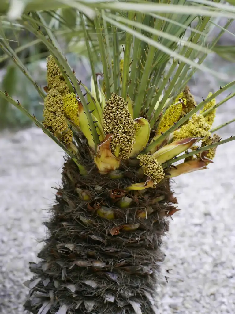 Photo of Chamaerops humilis - male flowers:Hans Hillewaert