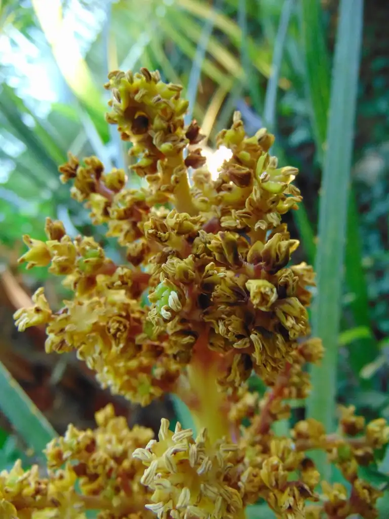Photo of Chamaerops humilis - flowers:Nadiatalent