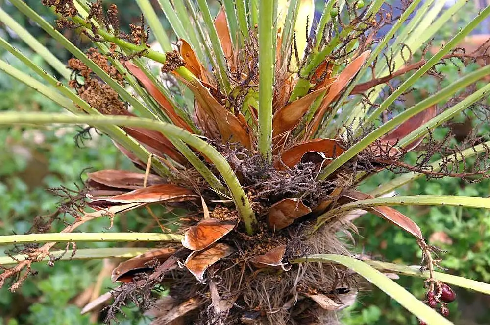 Photo of Chamaerops humilis - middle of plant:David J Stang