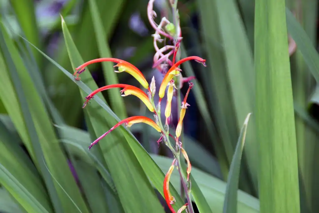 Фото Chasmanthe (Chasmanthes)