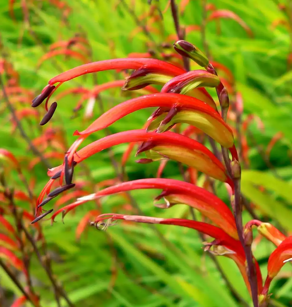 Фото Chasmanthe (Chasmanthes)