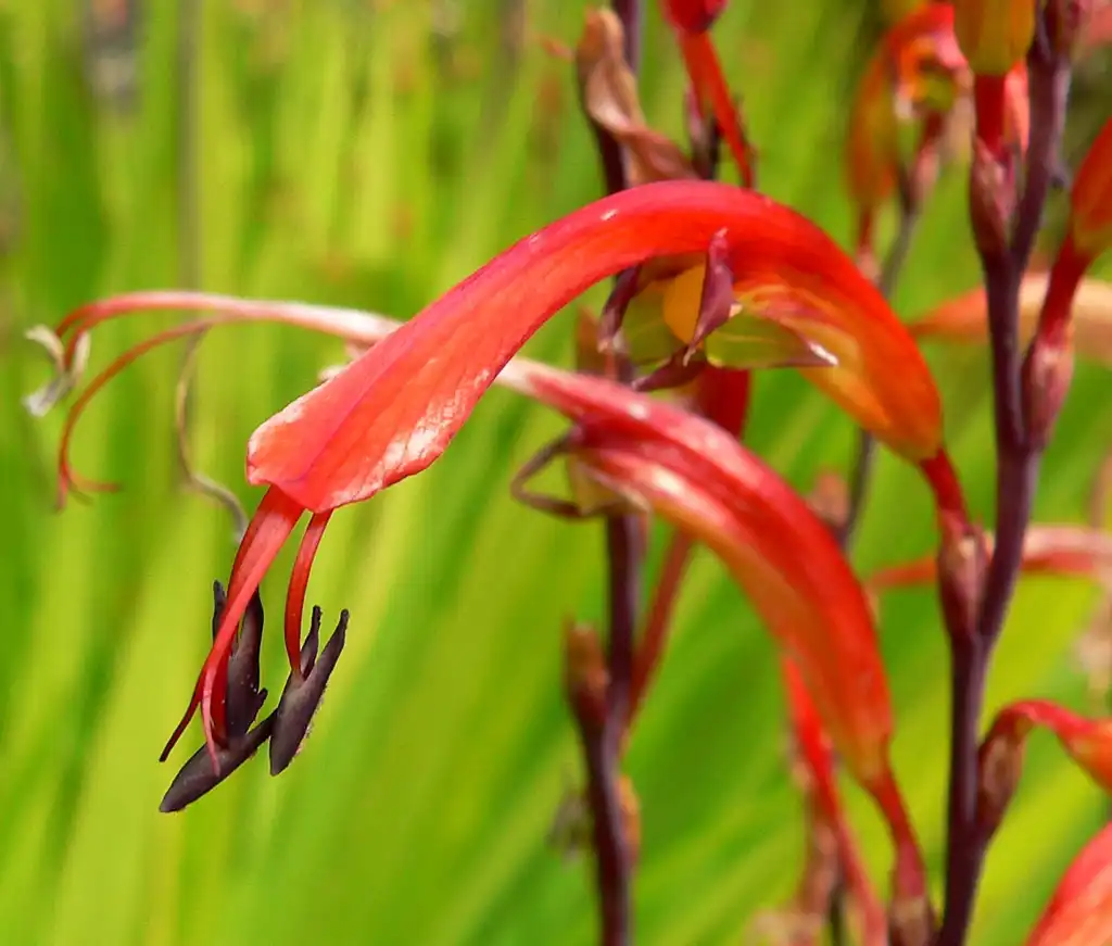 Фото Chasmanthe - flowers:Stan Shebs