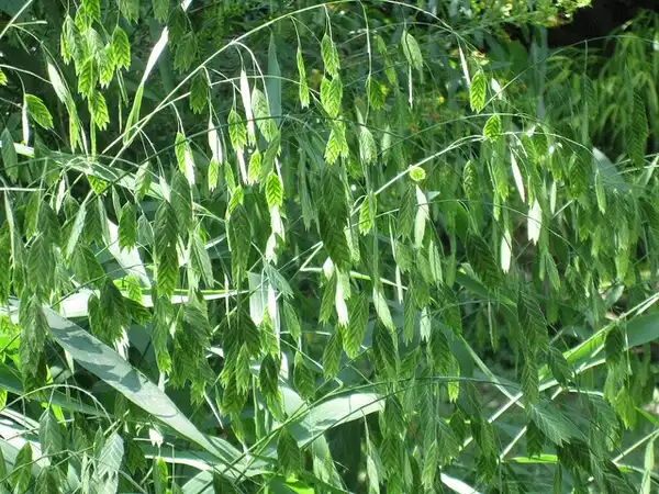 Foto de Chasmanthium latifolium (Chasmanthium latifoliums)