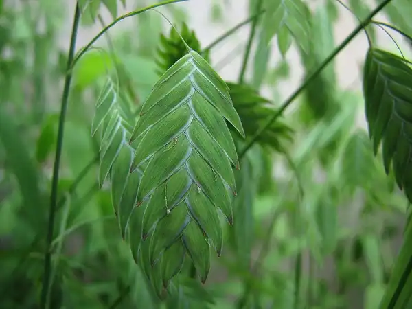 Foto de Chasmanthium latifolium (Chasmanthium latifoliums)